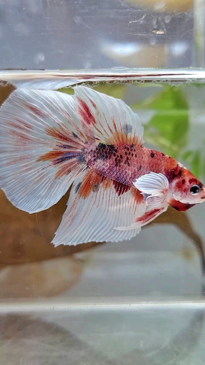 HALFMOON DUMBO EAR ORANGE FANCY MULTICOLOR BETTA FISH