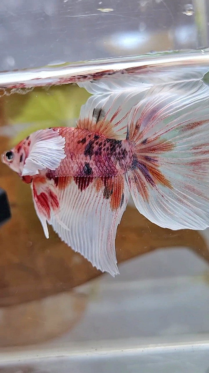 HALFMOON DUMBO EAR ORANGE FANCY MULTICOLOR BETTA FISH