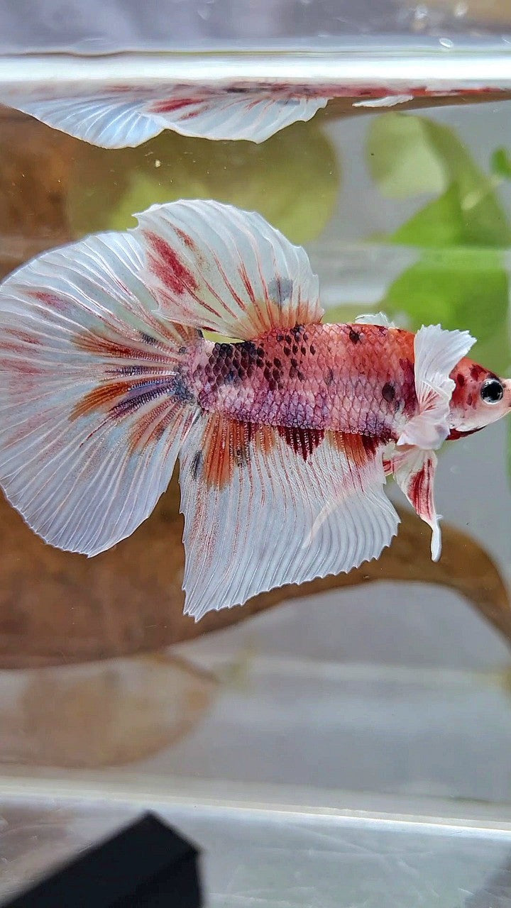 HALFMOON DUMBO EAR ORANGE FANCY MULTICOLOR BETTA FISH