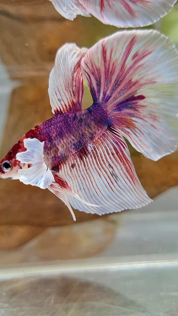 HALFMOON DUMBO EAR PURPLE FANCY MULTICOLOR BETTA FISH