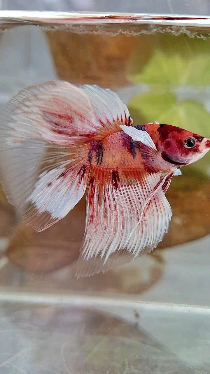 HALFMOON BIG EAR ORANGE KOI MULTICOLOR BETTA FISH