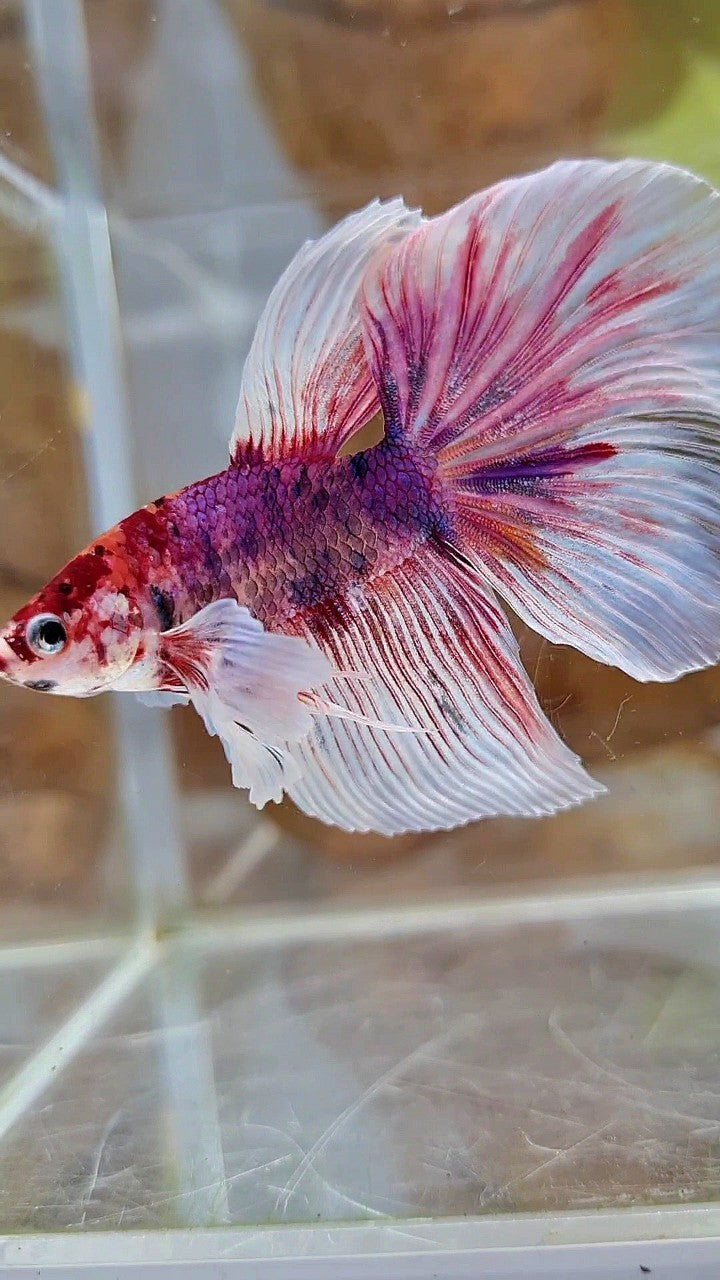 HALFMOON DUMBO EAR PURPLE FANCY MULTICOLOR BETTA FISH