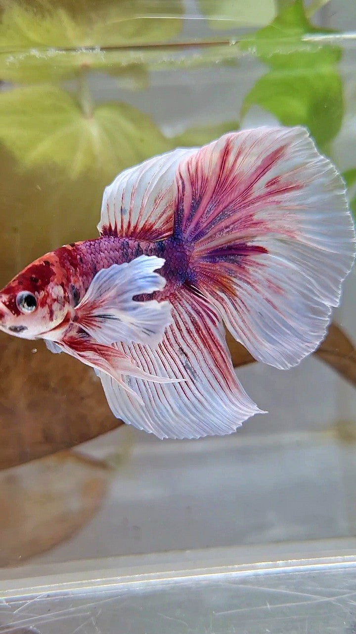 HALFMOON DUMBO EAR PURPLE FANCY MULTICOLOR BETTA FISH