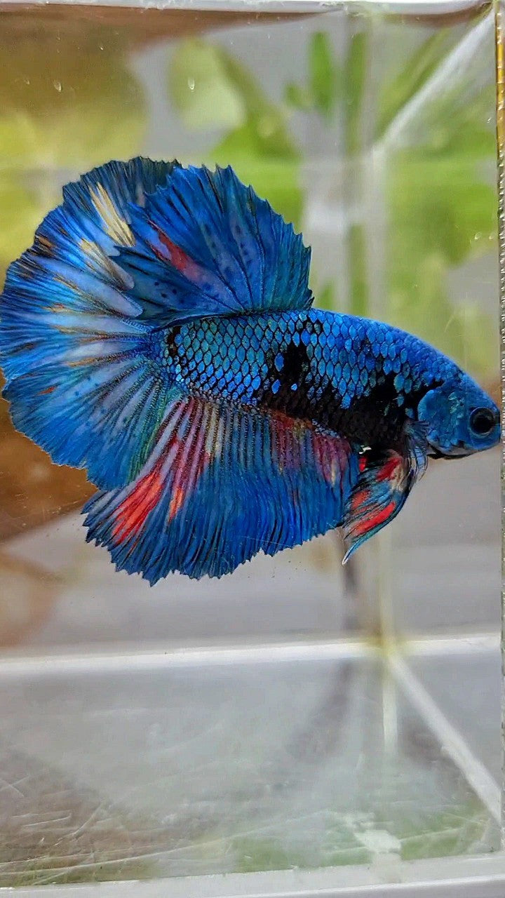 HALFMOON ROSETAIL BLUE BLACK AVATAR GREEN BETTA FISH