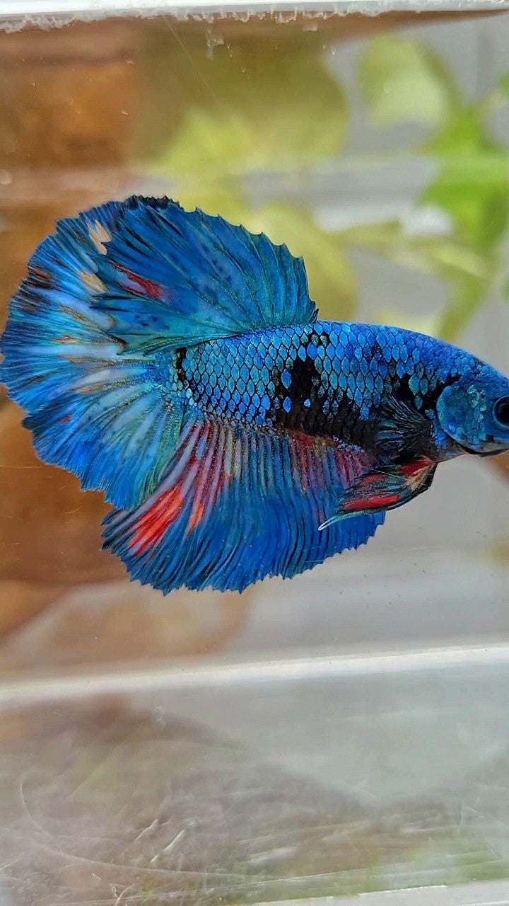 HALFMOON ROSETAIL BLUE BLACK AVATAR GREEN BETTA FISH