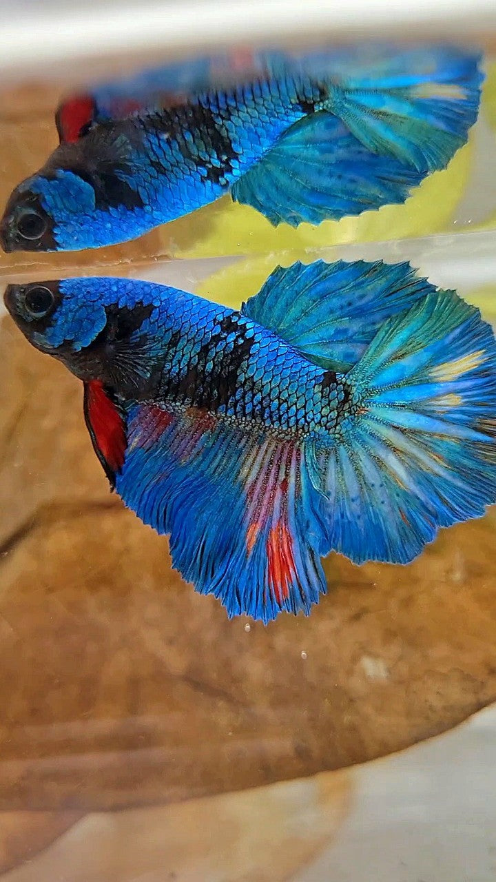 HALFMOON ROSETAIL BLUE BLACK AVATAR GREEN BETTA FISH