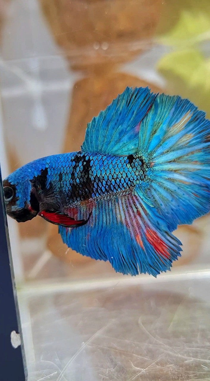 HALFMOON ROSETAIL BLUE BLACK AVATAR GREEN BETTA FISH