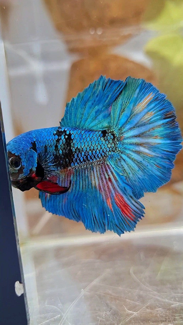 HALFMOON ROSETAIL BLUE BLACK AVATAR GREEN BETTA FISH