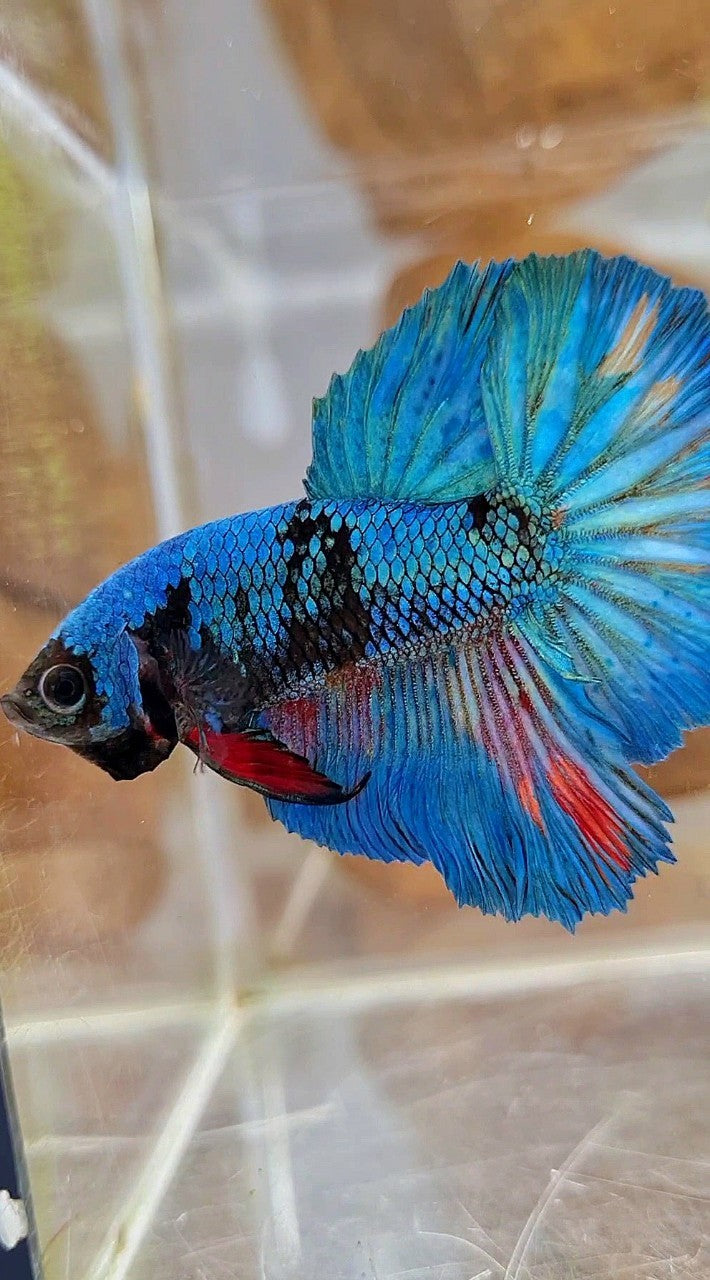 HALFMOON ROSETAIL BLUE BLACK AVATAR GREEN BETTA FISH