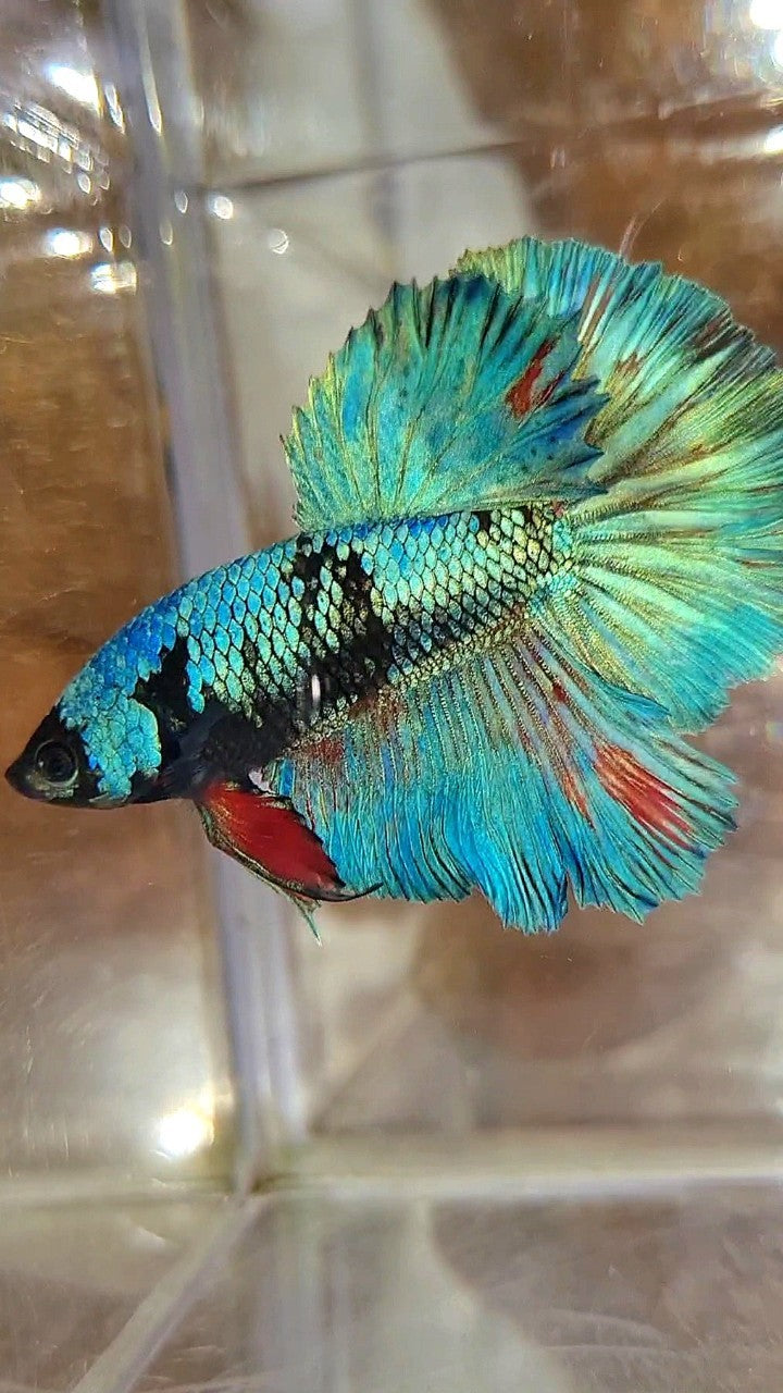 HALFMOON ROSETAIL BLUE BLACK AVATAR GREEN BETTA FISH