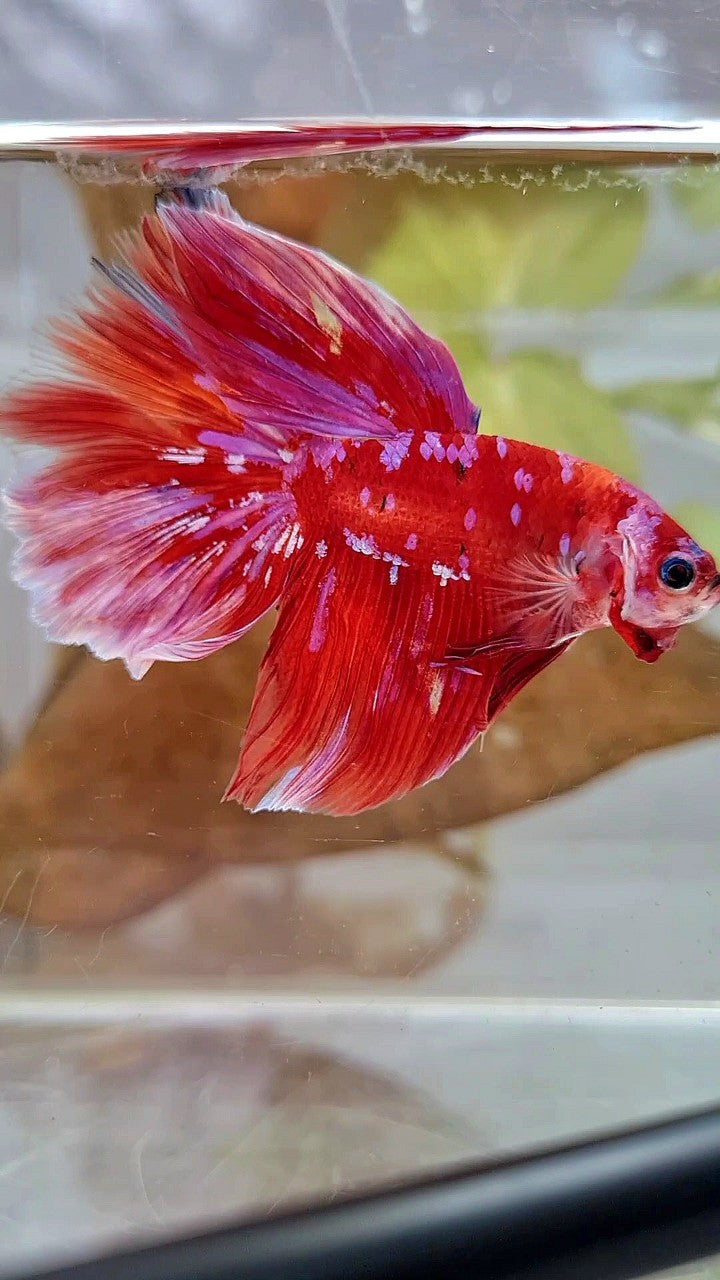 HALFMOON RED PURPLE GALAXY WHITE UNIQUE BETTA FISH