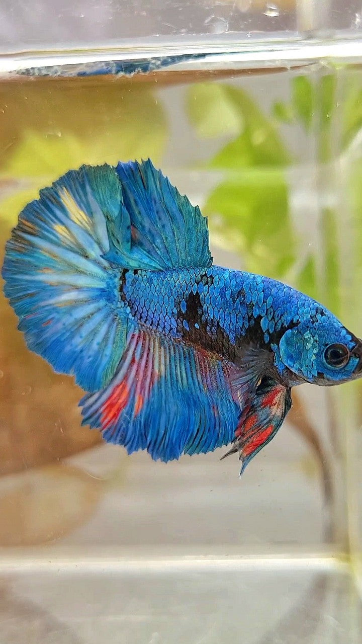 HALFMOON ROSETAIL BLUE BLACK AVATAR GREEN BETTA FISH