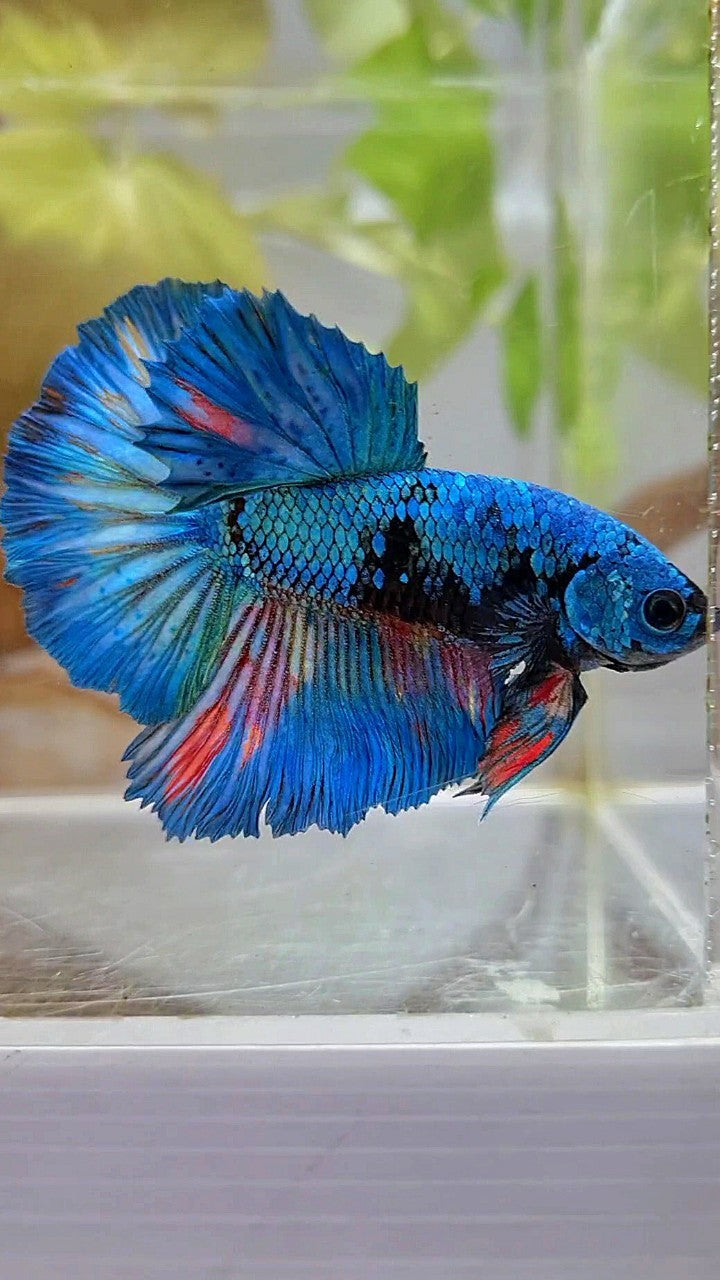 HALFMOON ROSETAIL BLUE BLACK AVATAR GREEN BETTA FISH