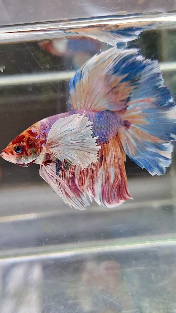 HALFMOON SUPER DUMBO EAR FANCY MULTICOLOR BETTA FISH