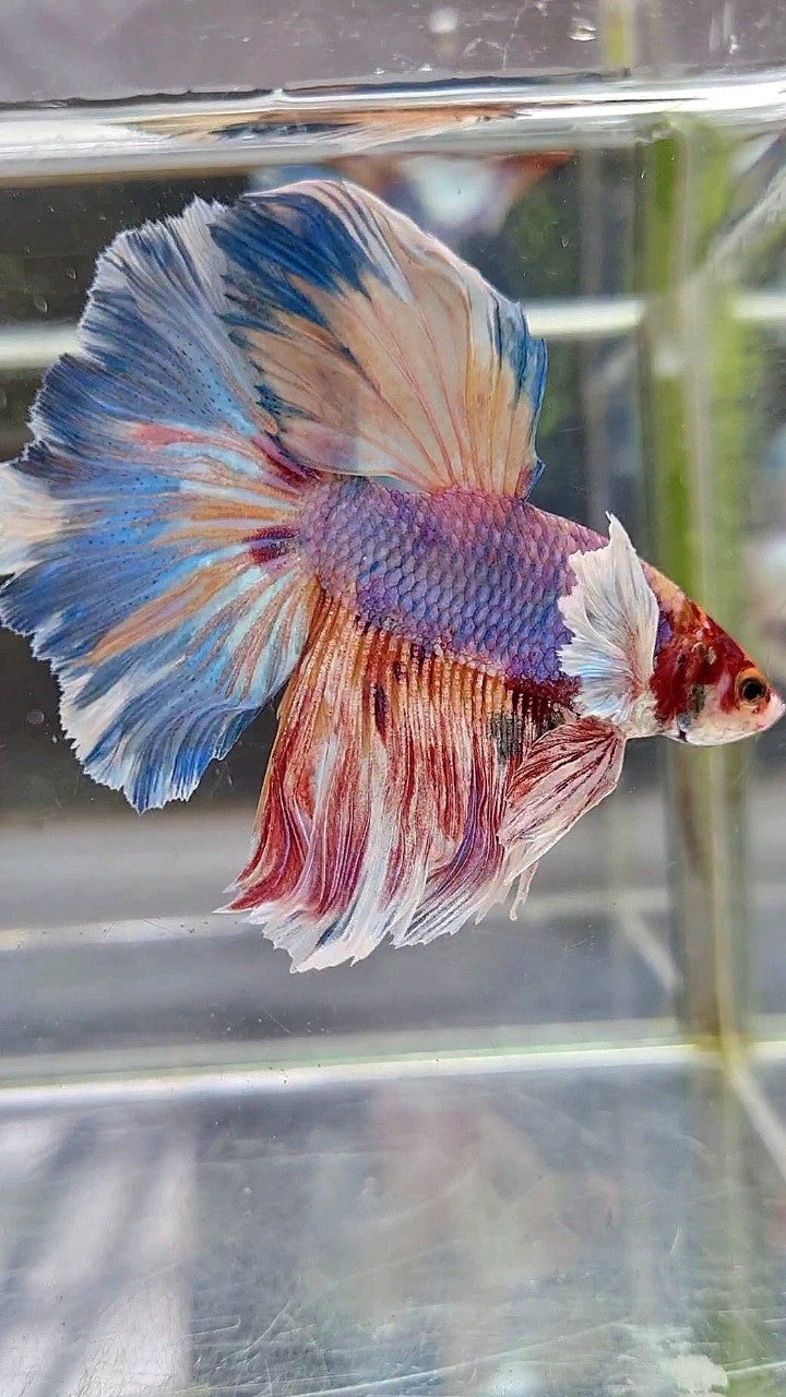 HALFMOON SUPER DUMBO EAR FANCY MULTICOLOR BETTA FISH