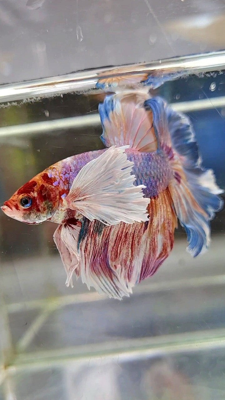 HALFMOON SUPER DUMBO EAR FANCY MULTICOLOR BETTA FISH