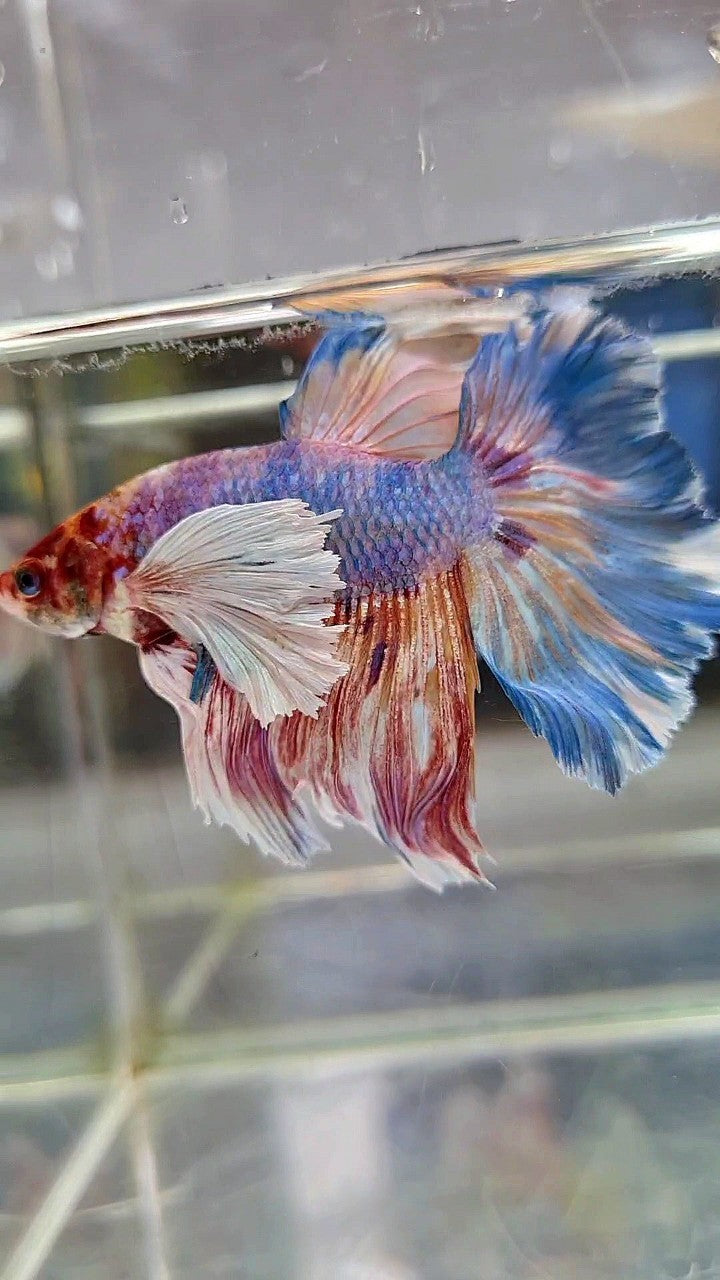 HALFMOON SUPER DUMBO EAR FANCY MULTICOLOR BETTA FISH