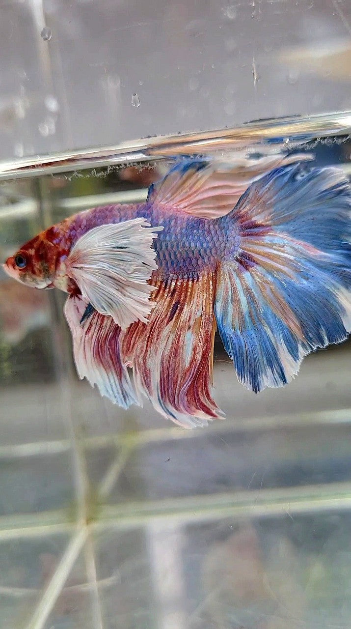 HALFMOON SUPER DUMBO EAR FANCY MULTICOLOR BETTA FISH