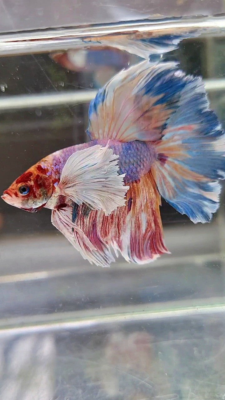 HALFMOON SUPER DUMBO EAR FANCY MULTICOLOR BETTA FISH