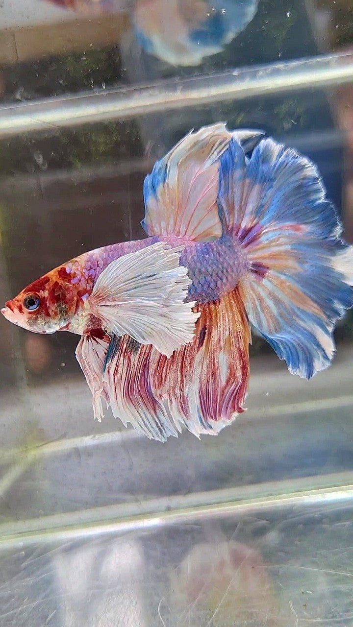 HALFMOON SUPER DUMBO EAR FANCY MULTICOLOR BETTA FISH