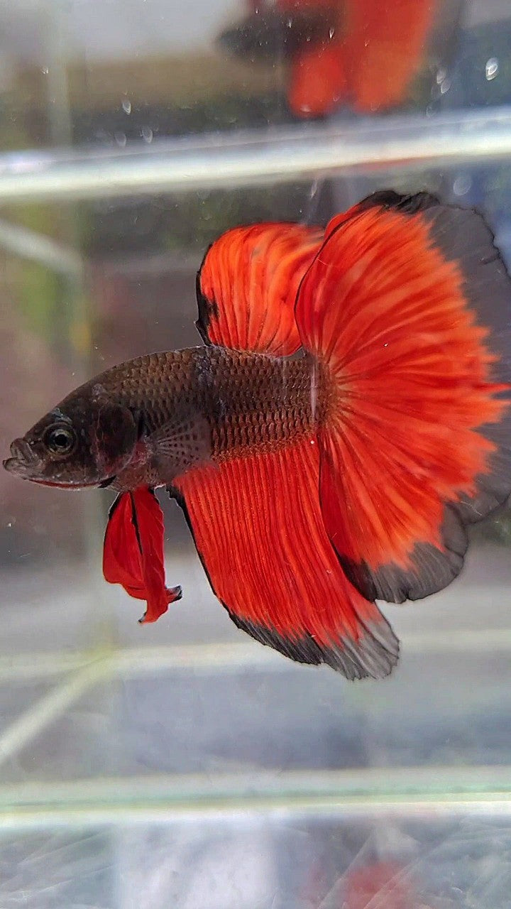 HALFMOON ROSETAIL BLACK RED BICOLOR PATTERN BETTA FISH