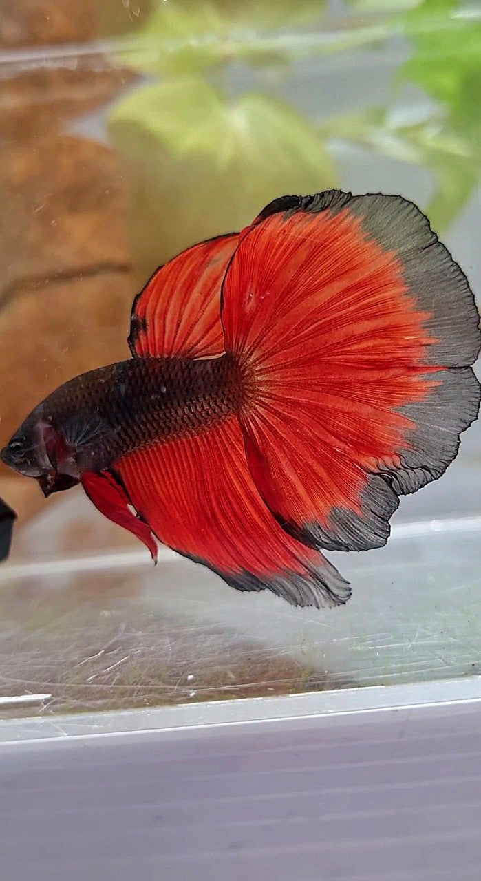 HALFMOON ROSETAIL BLACK RED BICOLOR PATTERN BETTA FISH