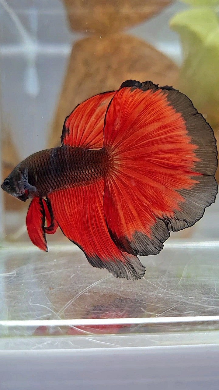 HALFMOON ROSETAIL BLACK RED BICOLOR PATTERN BETTA FISH