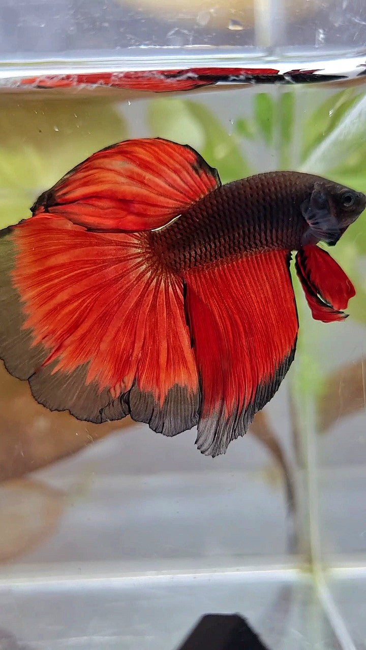 HALFMOON ROSETAIL BLACK RED BICOLOR PATTERN BETTA FISH