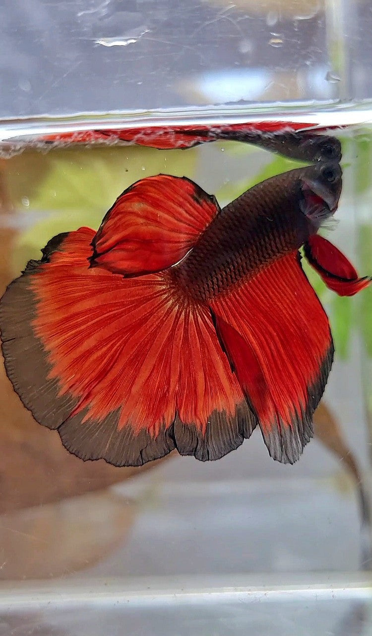 HALFMOON ROSETAIL BLACK RED BICOLOR PATTERN BETTA FISH