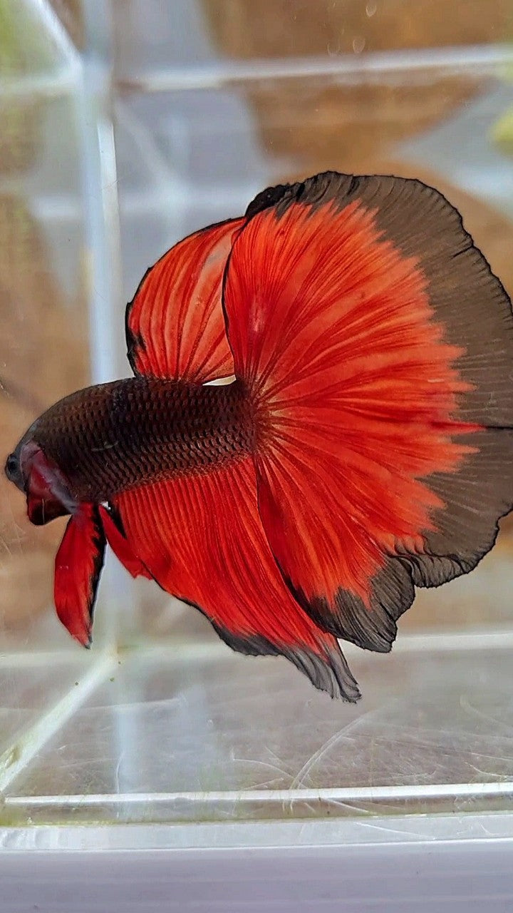 HALFMOON ROSETAIL BLACK RED BICOLOR PATTERN BETTA FISH