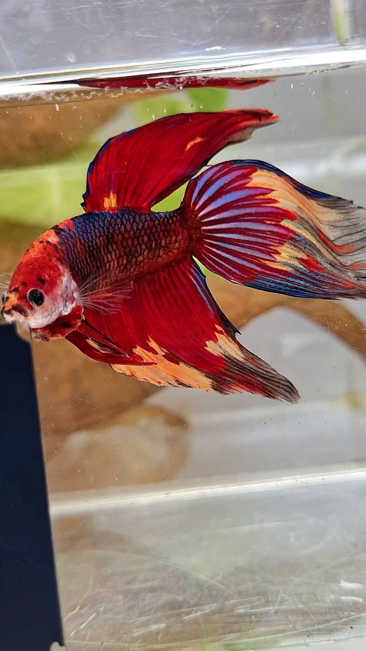 XL VEILTAIL RED NEMO FANCY MULTICOLOR BETTA FISH