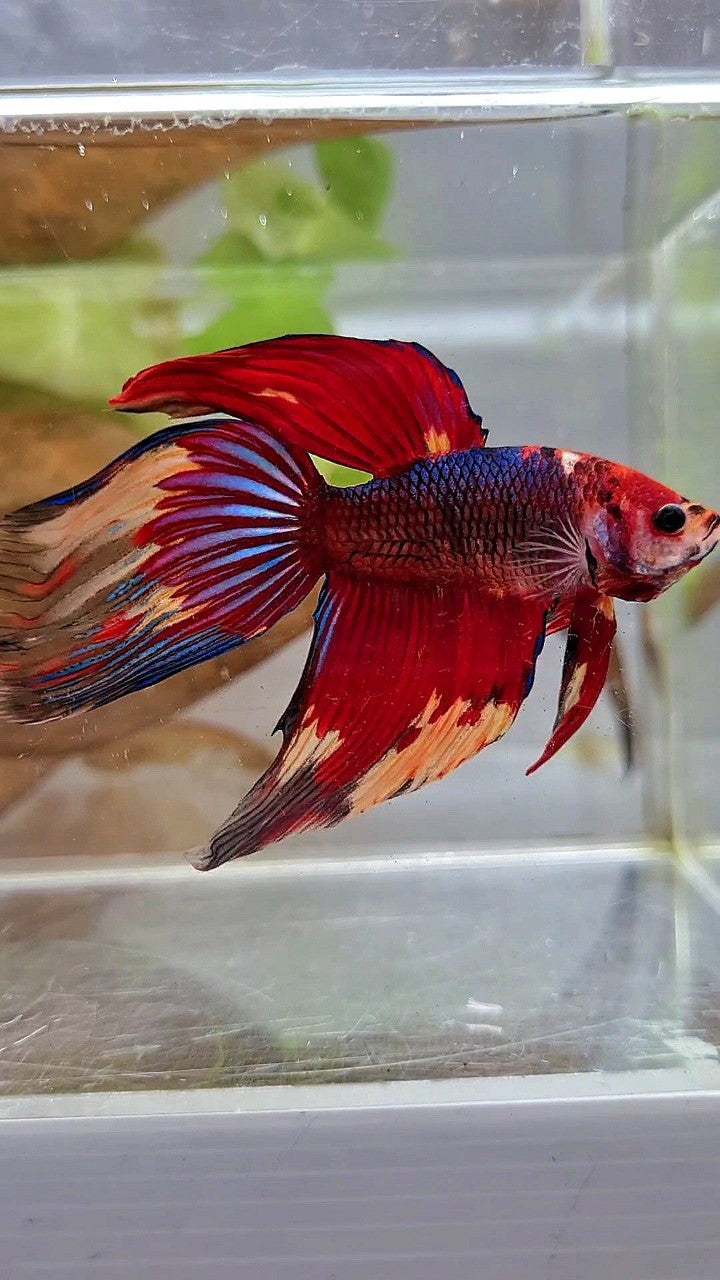 XL VEILTAIL RED NEMO FANCY MULTICOLOR BETTA FISH