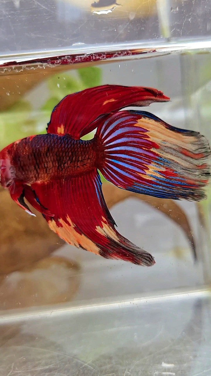 XL VEILTAIL RED NEMO FANCY MULTICOLOR BETTA FISH