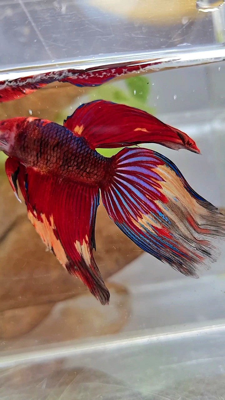 XL VEILTAIL RED NEMO FANCY MULTICOLOR BETTA FISH