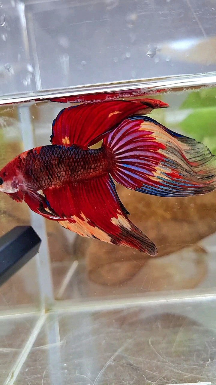 XL VEILTAIL RED NEMO FANCY MULTICOLOR BETTA FISH