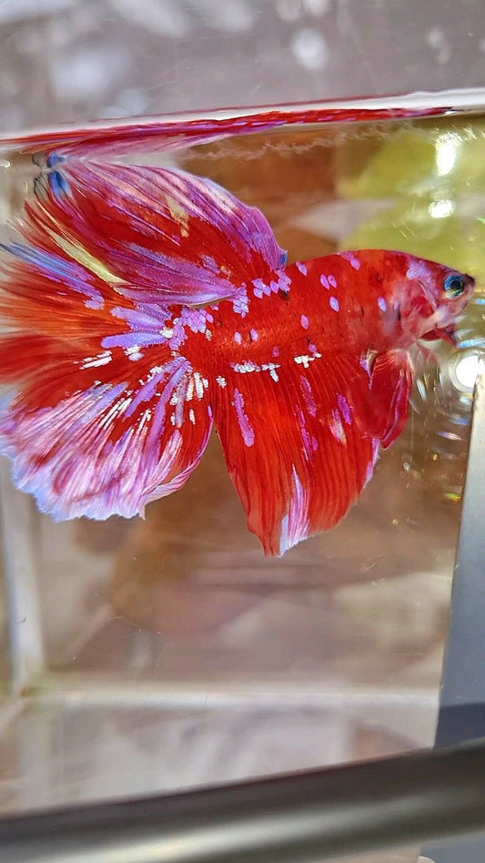 HALFMOON RED PURPLE GALAXY WHITE UNIQUE BETTA FISH