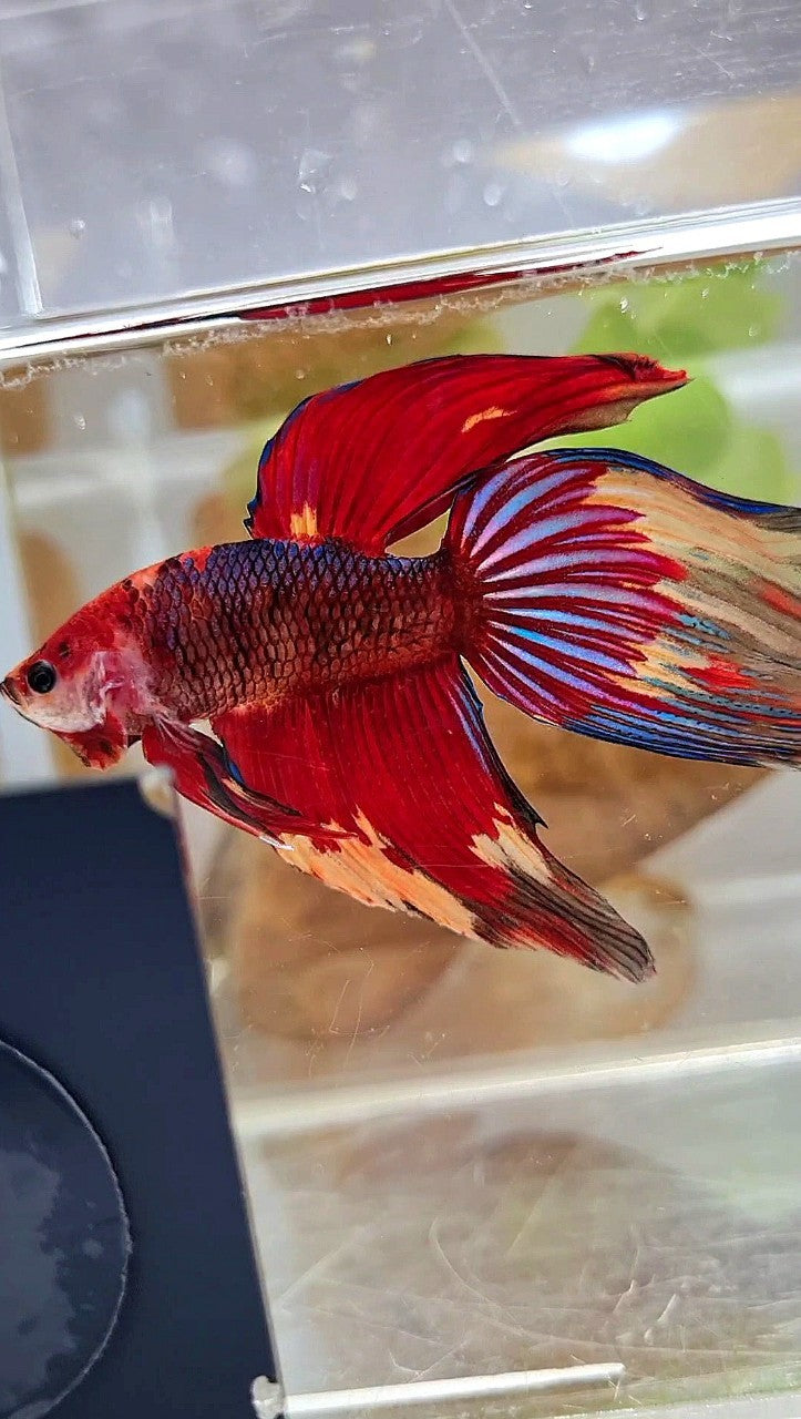 XL VEILTAIL RED NEMO FANCY MULTICOLOR BETTA FISH