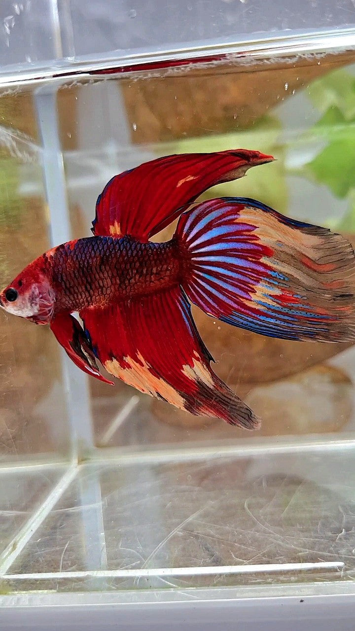 XL VEILTAIL RED NEMO FANCY MULTICOLOR BETTA FISH