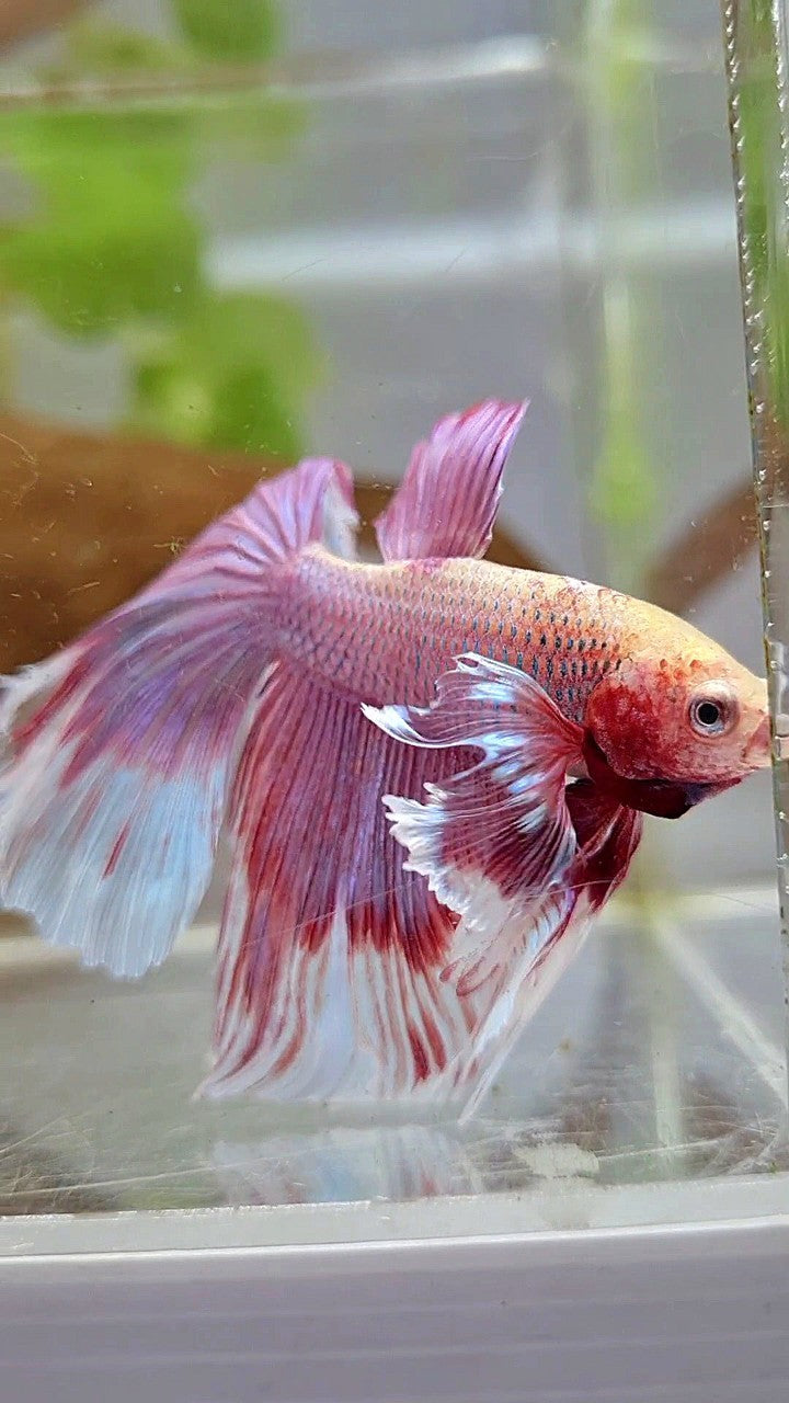 HALFMOON BIG EAR ROSEGOLD BETTA FISH