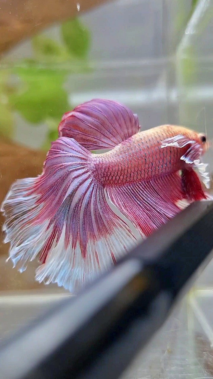 HALFMOON BIG EAR ROSEGOLD BETTA FISH