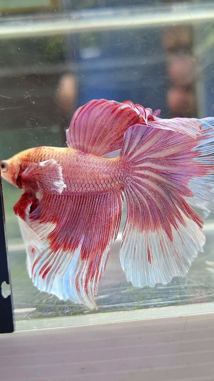 HALFMOON BIG EAR ROSEGOLD BETTA FISH