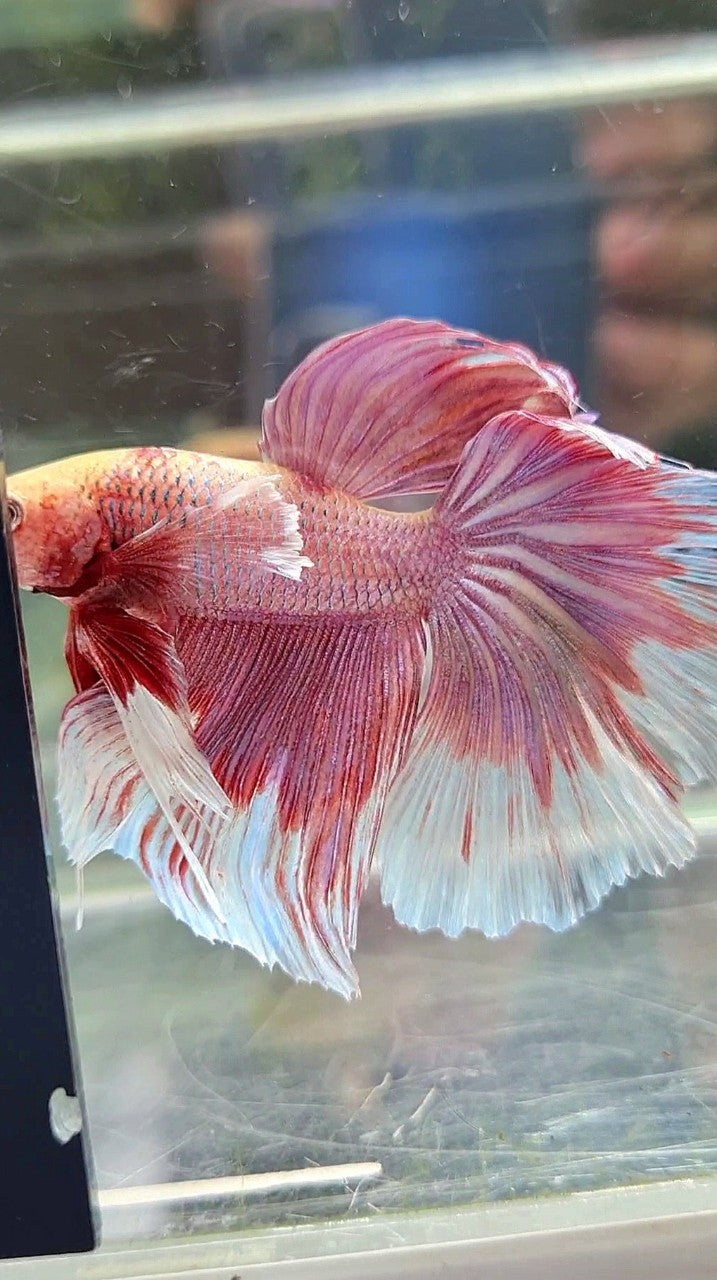 HALFMOON BIG EAR ROSEGOLD BETTA FISH