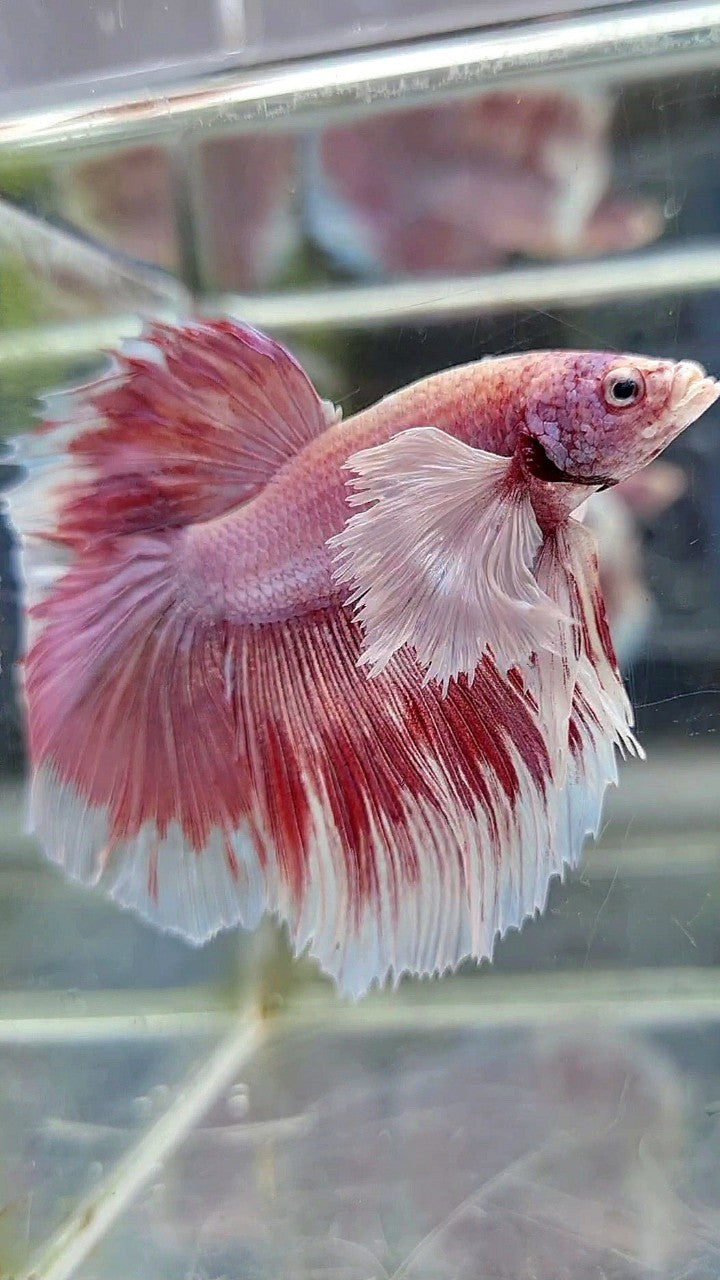 HALFMOON SUPER DUMBO EAR ROSETAIL ROSEGOLD BETTA FISH