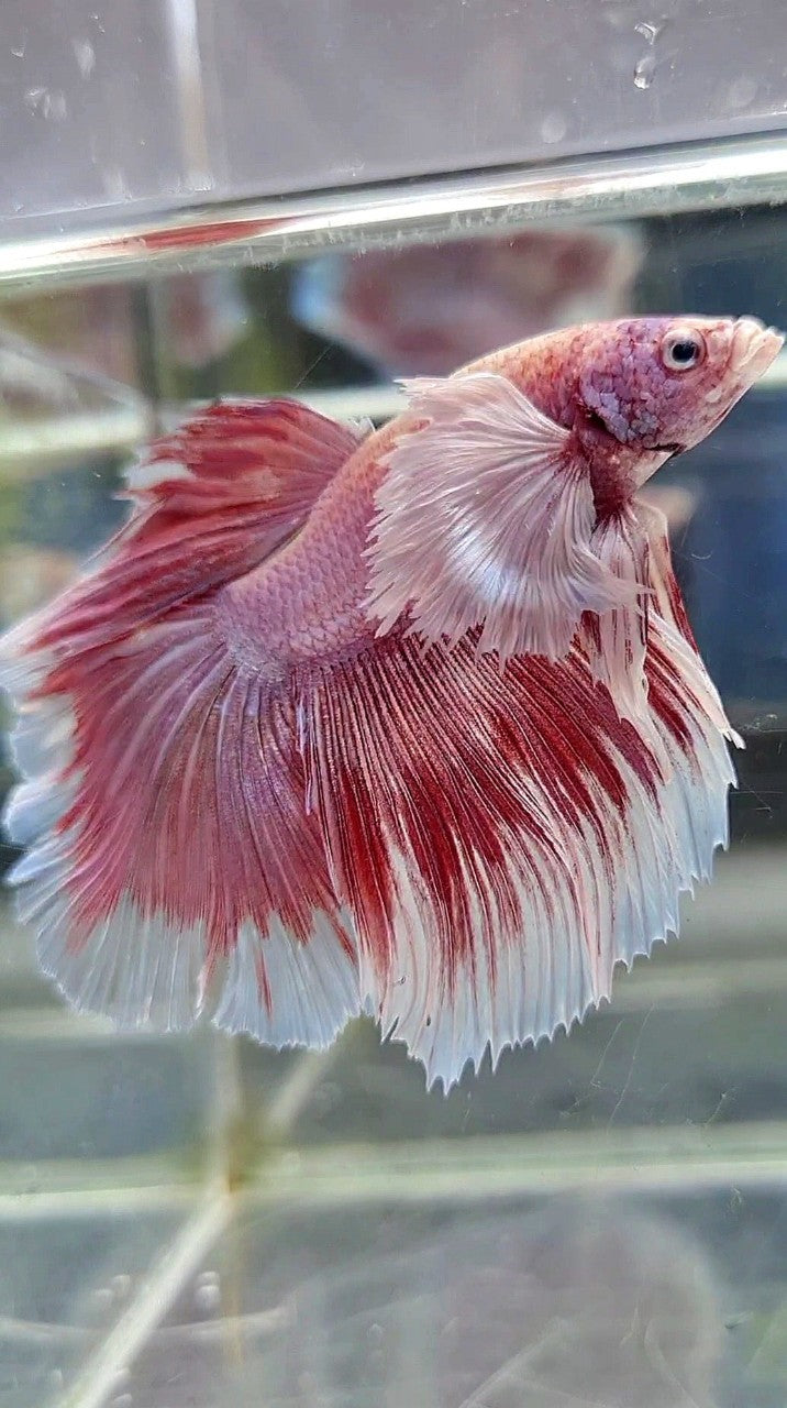 HALFMOON SUPER DUMBO EAR ROSETAIL ROSEGOLD BETTA FISH