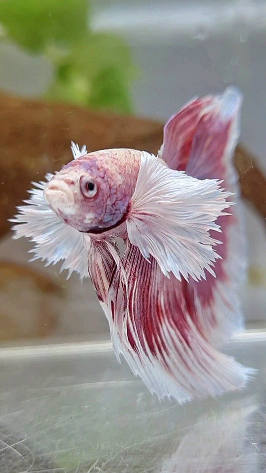 HALFMOON SUPER DUMBO EAR ROSETAIL ROSEGOLD BETTA FISH