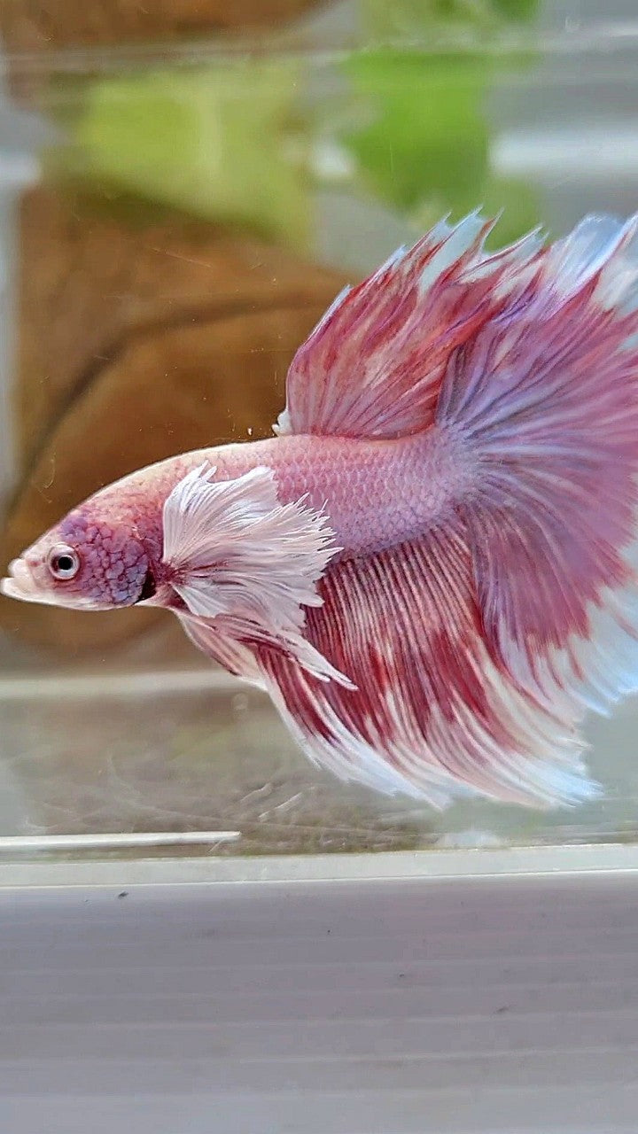 HALFMOON SUPER DUMBO EAR ROSETAIL ROSEGOLD BETTA FISH