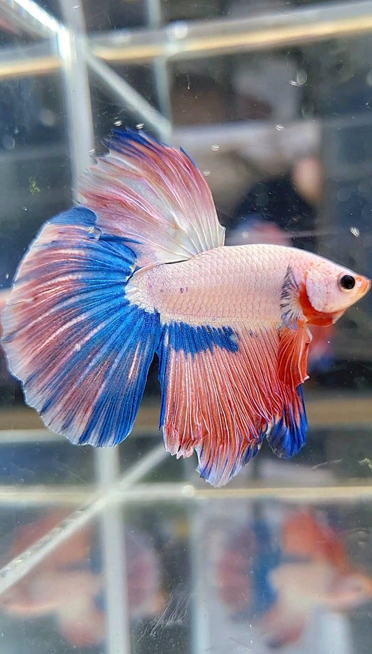 HALFMOON BLUE PINK RIM FLAMINGGO BETTA FISH