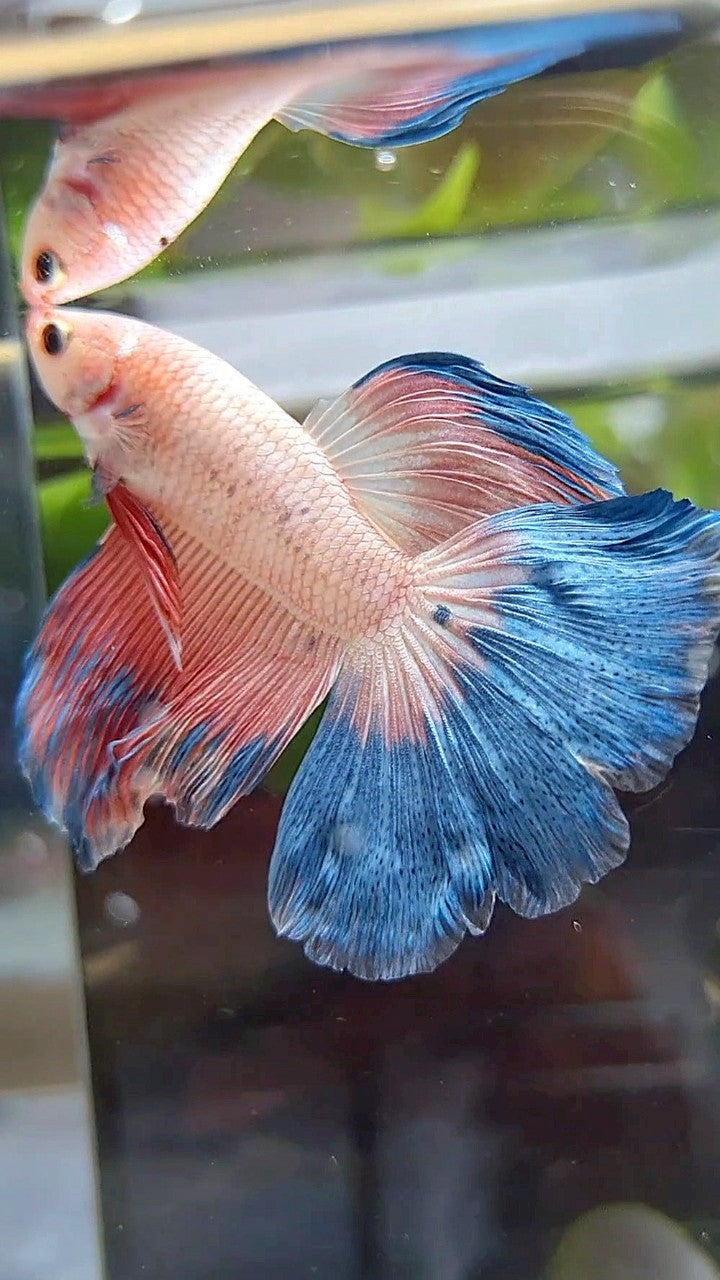 HALFMOON BLUE PINK RIM FLAMINGGO BETTA FISH