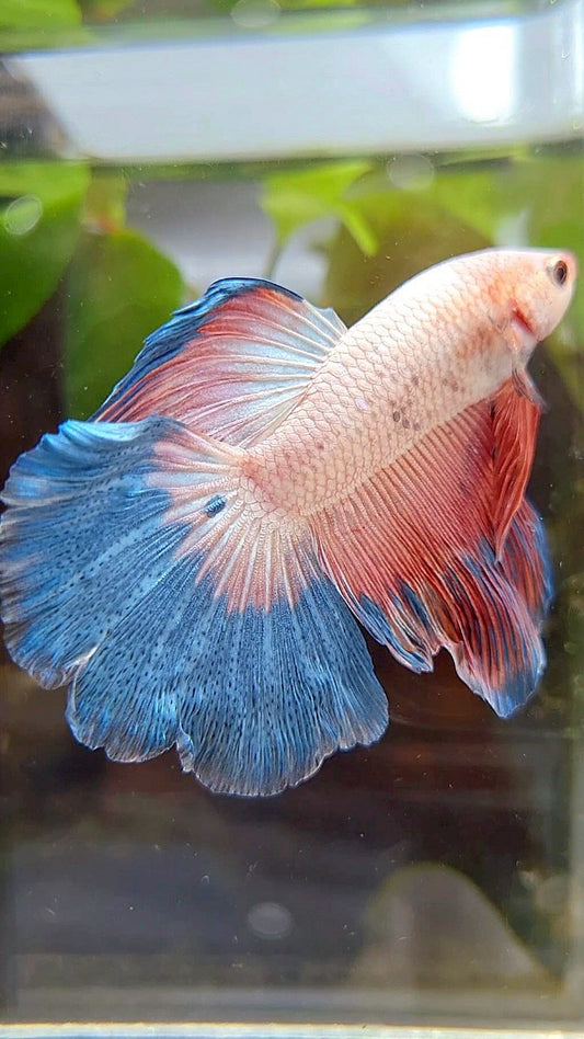 HALFMOON BLUE PINK RIM FLAMINGGO BETTA FISH