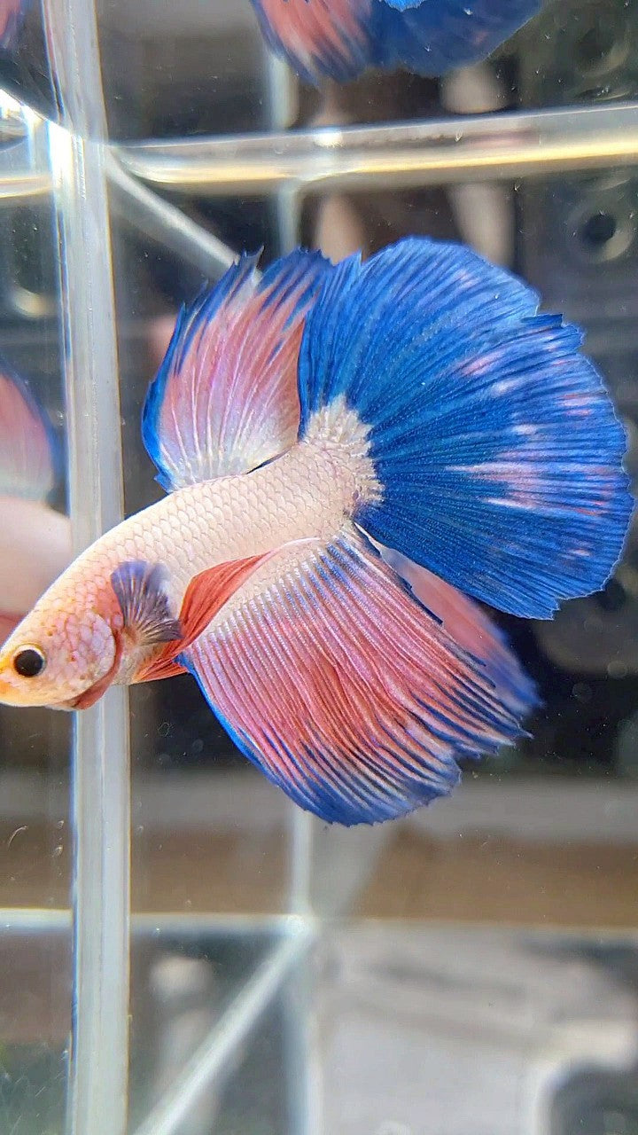 HALFMOON BLUE PINK RIM FLAMINGGO BETTA FISH